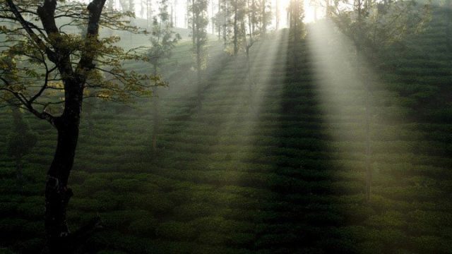 wayanad tea plantation The Indian Journeys 5