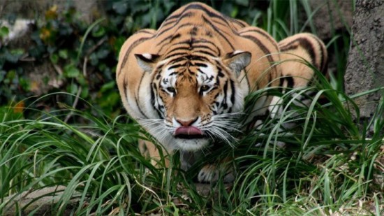 Bandipure national park tigre sitting indian travel destination