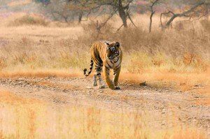 indian holiday package for wild safari
