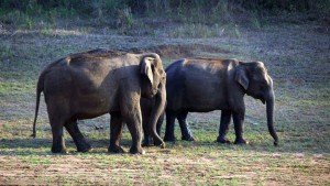 Periyar tigre reserve thekkady kerala india wild wild elephant in forestt The Indian Journeys 3