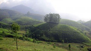 munnar teaplantaion kerala famous tourist places The Indian Journeys 3