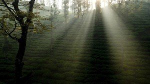 wayanad tea plantation The Indian Journeys 3