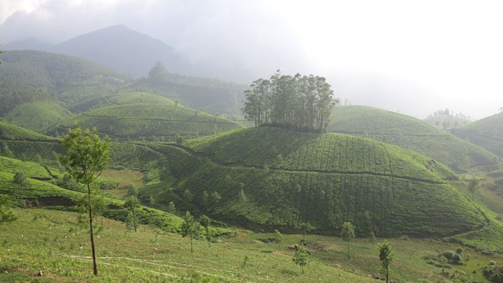 munnar20140104114824 202 1 The Indian Journeys 1